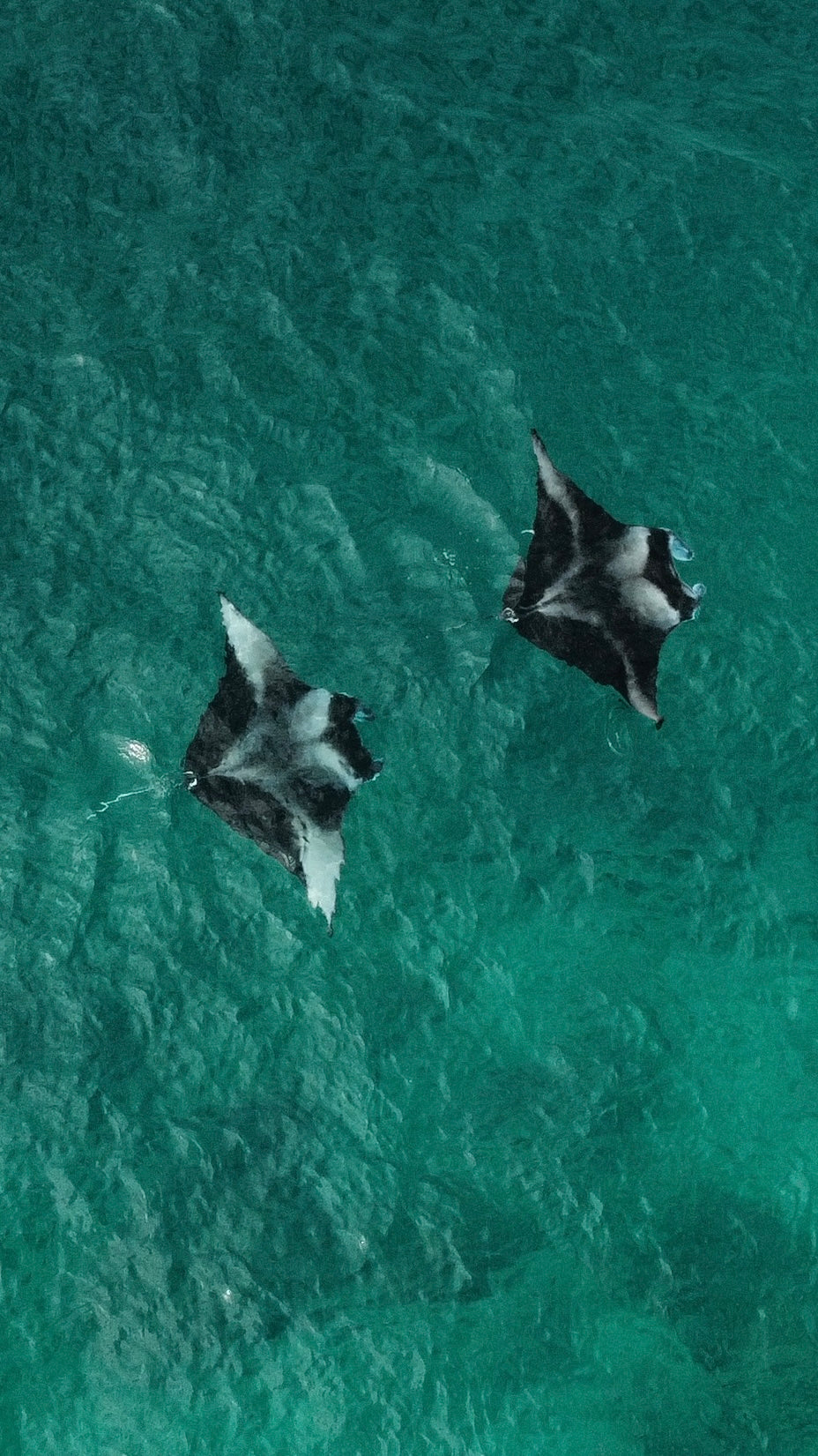 Full Ocean Experience – Snorkel, Drone & Island Tour